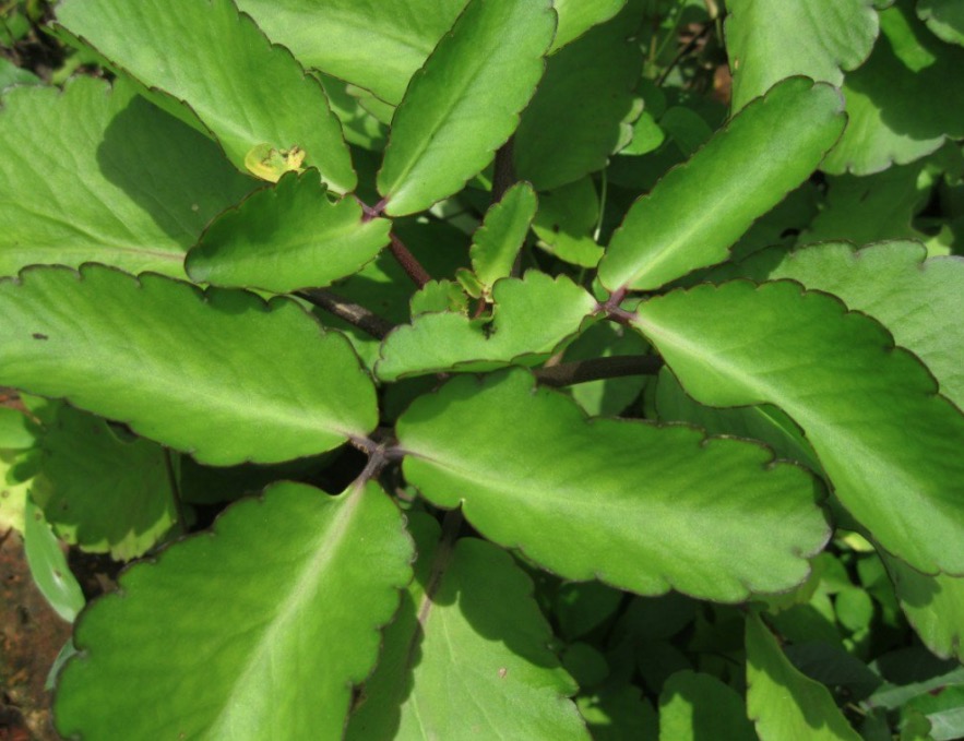 Sumo de planta é indicado para inflamações no útero e ovário. Conheça  