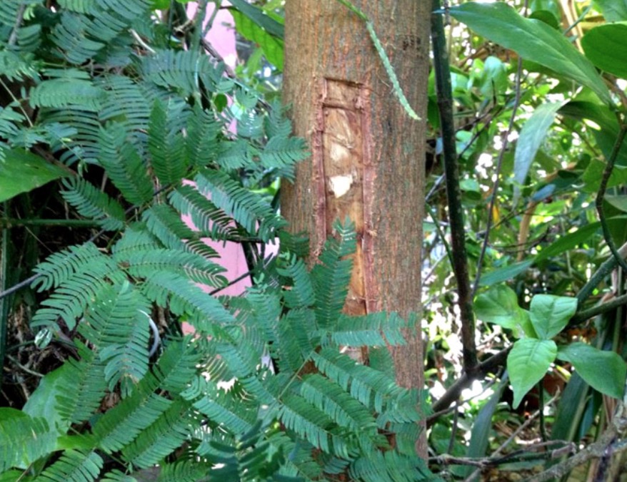 Casca de planta pode trata doenças respiratórias como asma e bronquite 