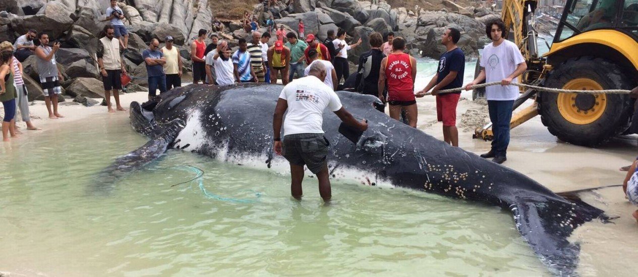 Baleia jubarte encalha em praia de Arraial do Cabo e atrai multidão de curiosos 