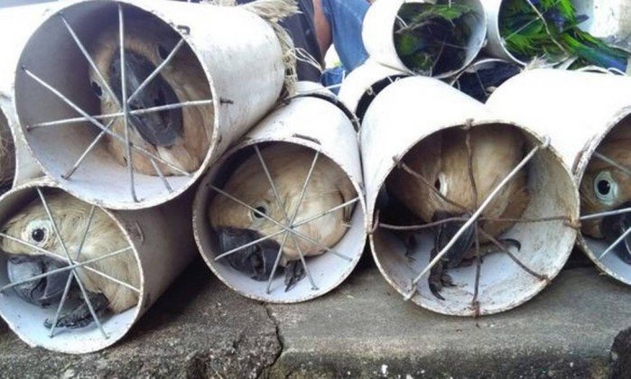 Pássaros em risco de extinção são encontrados dentro de canos na Indonésia 