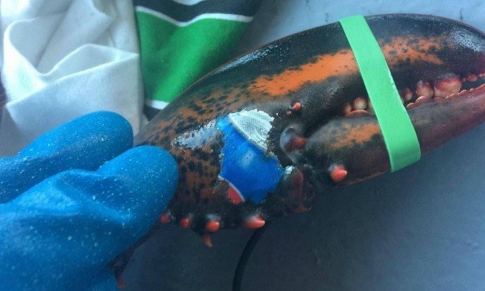 Lagosta é encontrada com marca de refrigerante ‘tatuada’ na garra
