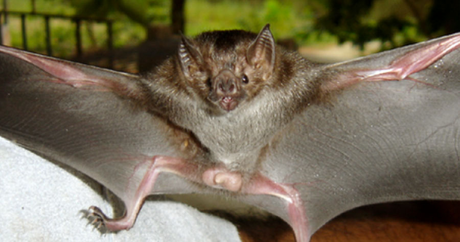 Revelado suposto motivo para ataques de morcegos no Amazonas