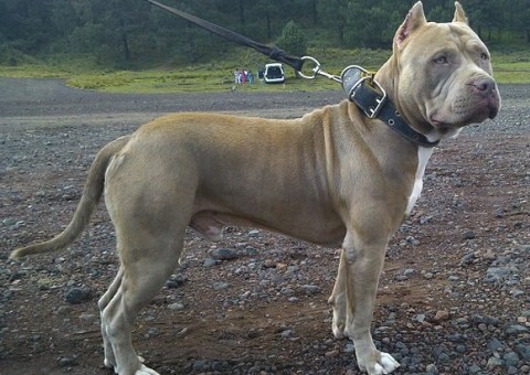 Mulher é dilacerada até a morte pelos próprios cachorros durante passeio