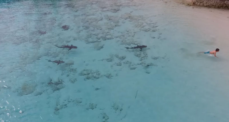 Drone flagra criança mergulhando com quatro tubarões