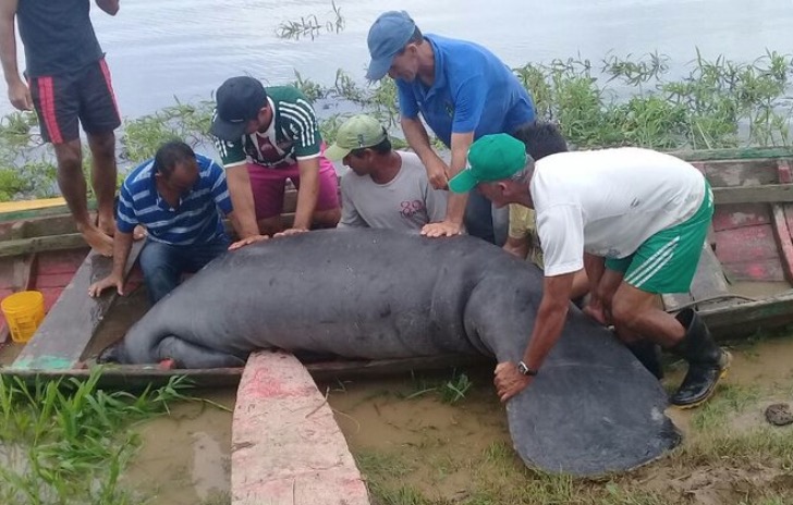 Peixe-boi de 250 kg é torturado e deixado para morrer às margens de rio no Amazonas