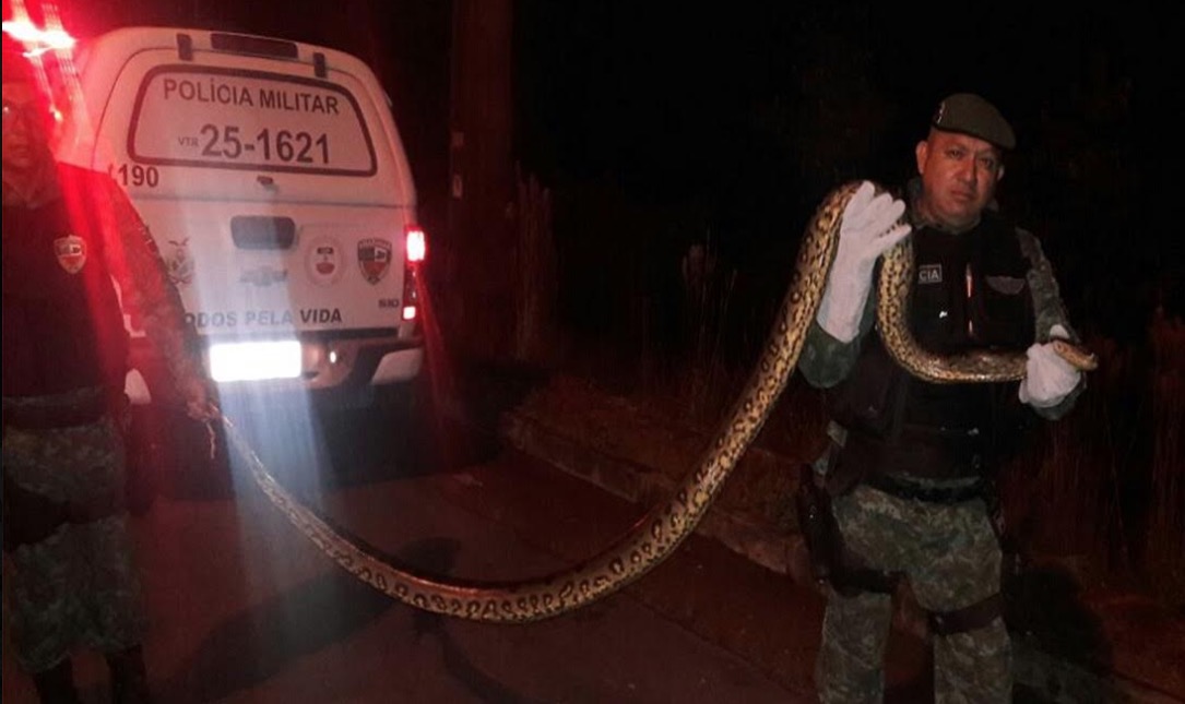 Sucuri gigante é capturada após aterrorizar populares em Manaus