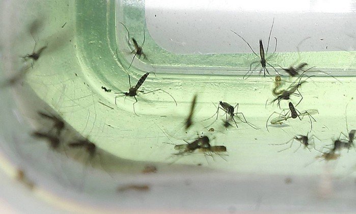 Pesquisadores descobre que 'primos' da Zika também podem causar microcefalia