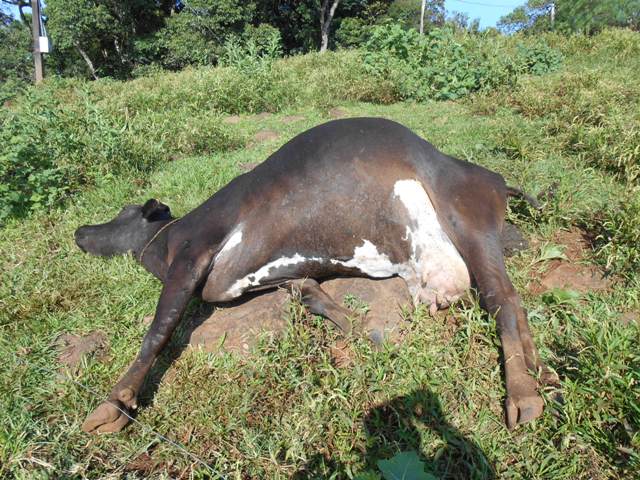 60 pessoas são internadas após comerem carne de vaca envenenada