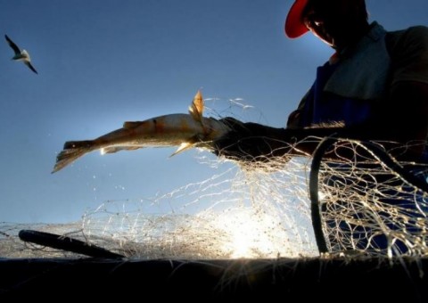 Ministério Público denuncia desvio de R$5 milhões em convênios de pesca no Amazonas