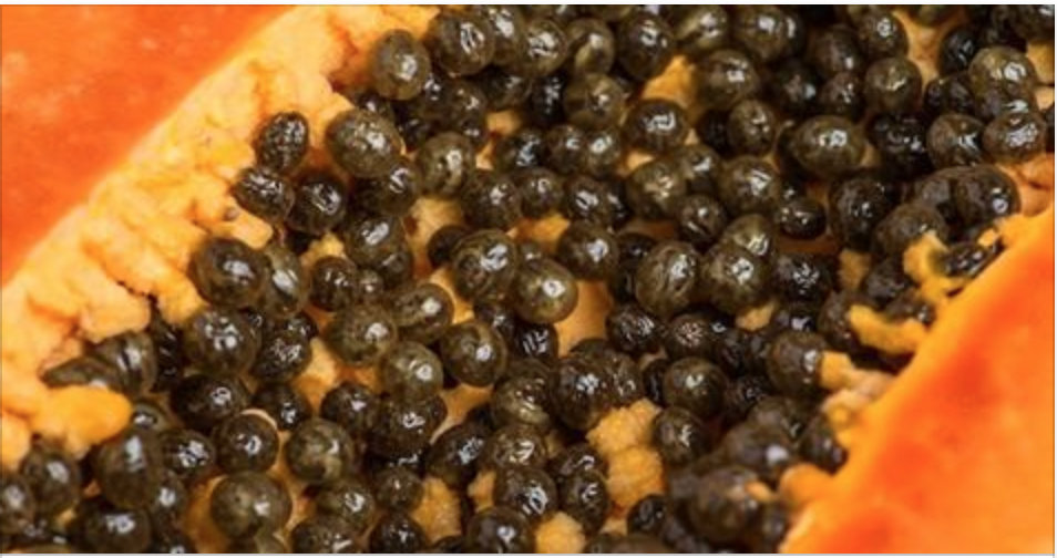 Como usar sementes de mamão para desintoxicar fígado, rins e curar aparelho digestivo