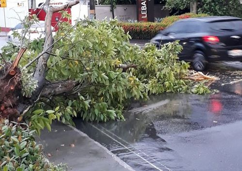 Temporal tomba árvore e deixa trânsito complicado em avenida de Manaus