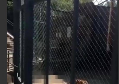 Funcionário de zoológico é sufocado até a morte por tigre
