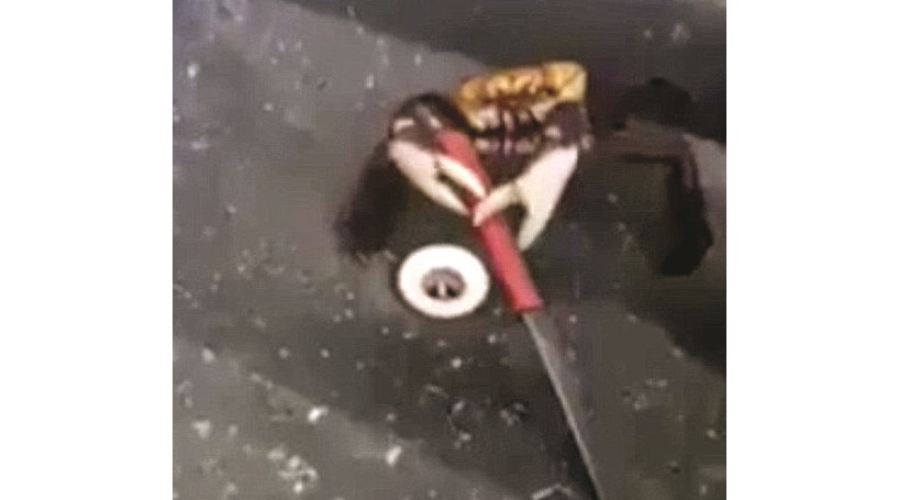 Caranguejo luta pela própria vida após ameaça de ir para panela