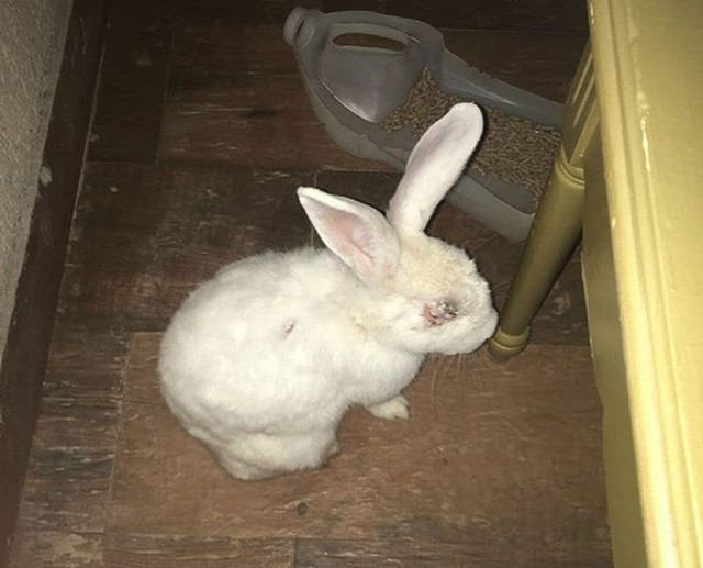 Coelho fica ferido ao ser usado na decoração de Páscoa 