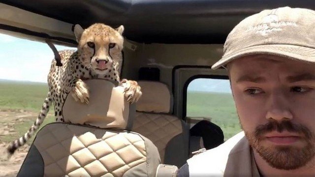 Guepardo entra em carro durante safári e turista fica paralisado para sobreviver