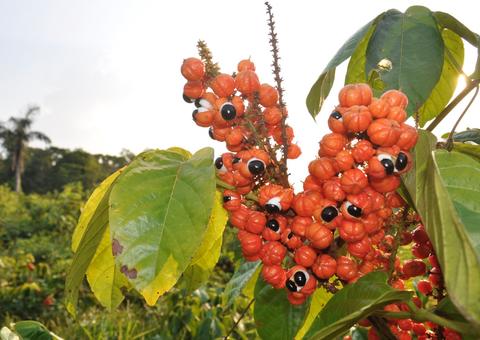 Produção do guaraná deve aumentar em até 80% no Amazonas