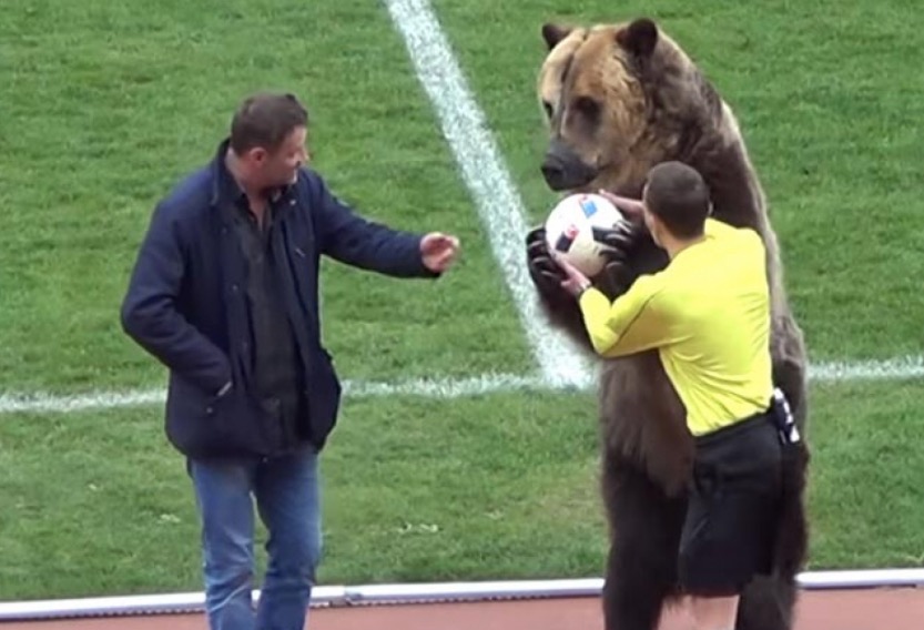 Urso aparece em jogo na Rússia e será atração na Copa