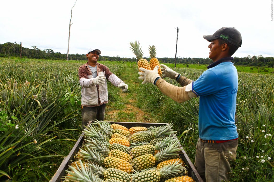 Produtores passam a vender seus produtos em polpa no Amazonas   