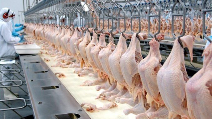 Com embargo à exportação, frango ficará mais barato no país