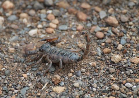 Menino de 8 anos morre após ser picado por escorpião escondido em entulho