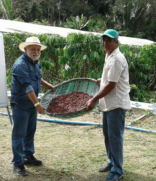 Sepror acompanha resultados da produção de café no Amazonas