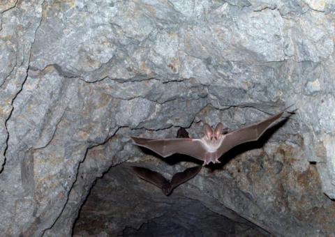 Criança morre após ser contaminada por raiva no Pará