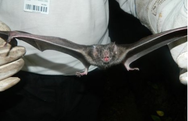 Pará tem 12 casos notificados de raiva humana