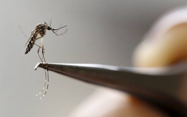 Cientistas criam método mais barato para detectar mosquito com zika