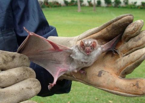 Criança com suspeita de raiva humana morre no Pará