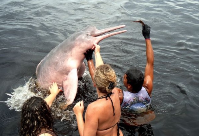 MP quer evitar que turistas tenham contato com animais silvestres no Amazonas
