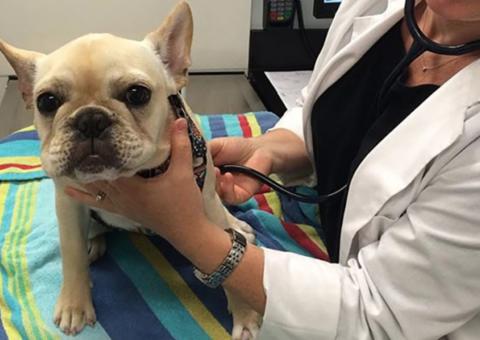 Hospital Escola de Medicina veterinária inicia atendimento ao público em Manaus