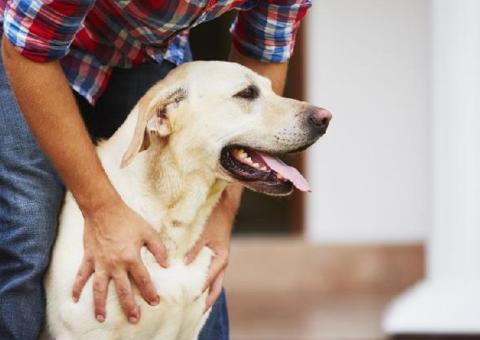 STJ garante direito de visita a animais de estimação após separação