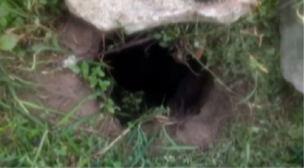 Presos cavam túnel até muro de presídio e mais de 40 fogem no Pará