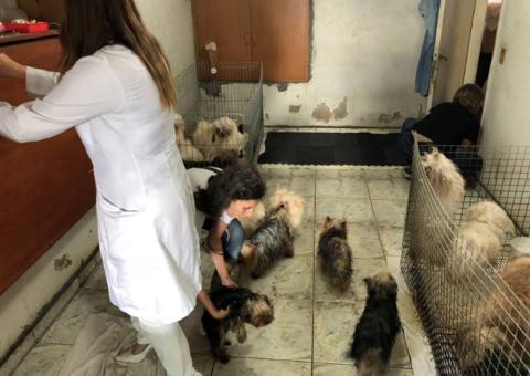 Polícia resgata mais de cem cães com sinais de maus-tratos em canil clandestino