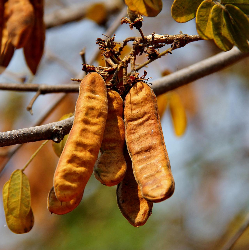 Jucá é poderoso antiinflamatório natural e expectorante