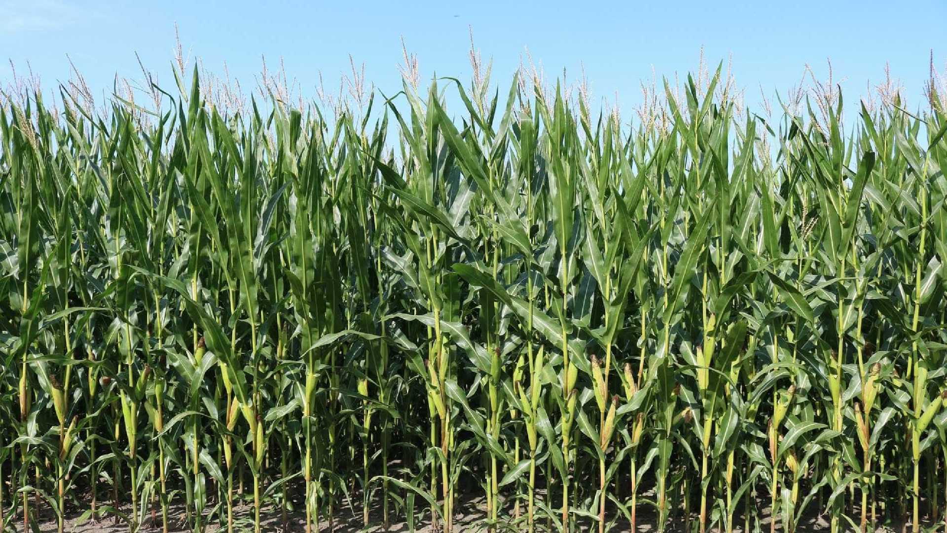 Trio é preso acusado de torturar e queimar adolescente vivo até a morte por engano