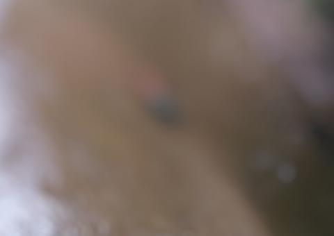 Corpo de adolescente desaparecida é encontrado boiando em balneário no Amazonas