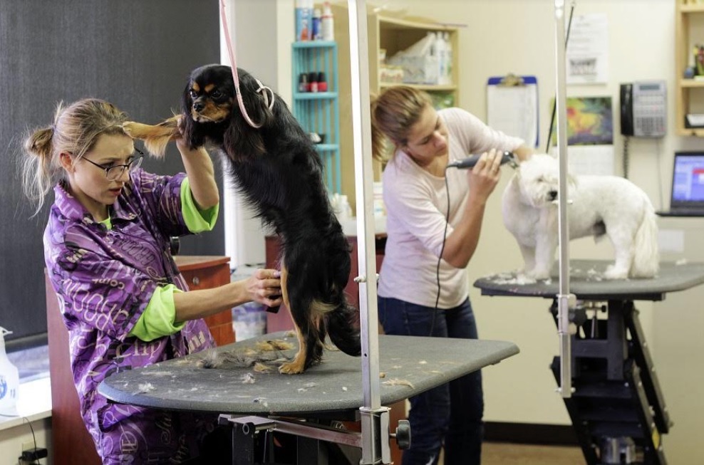 1º campeonato de tosadores de cachorro do Amazonas acontece neste domingo