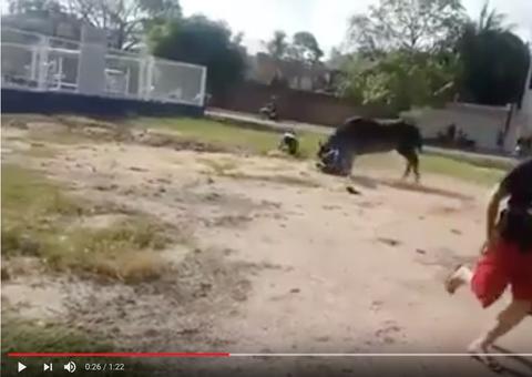 Búfalos fogem e causam pânico ao atacar pessoas nas ruas, veja vídeo