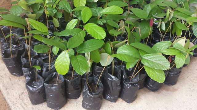 Projeto Pedágio Ambiental faz doação de mudas nessa quarta-feira em Manaus