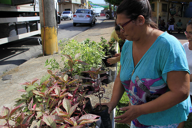 Pedágio ambiental com distribuição gratuita de mudas acontece nesta terça-feira