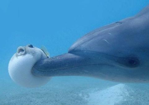 Pesquisadores descobrem golfinhos que ficam chapados com ‘ajuda’ dos baiacus