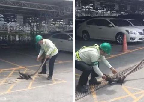 Homens encaram píton para salvar gato de ser devorado; Veja