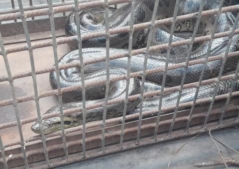 Ninho de cobras é encontrado em bueiro após sucuri de 4 metros atacar um cavalo 