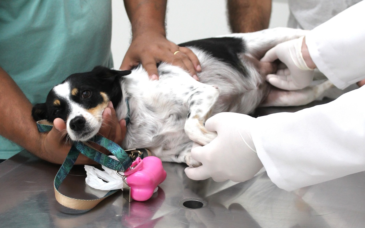 Ação oferta exames e avaliação médica gratuita para Pets em Manaus