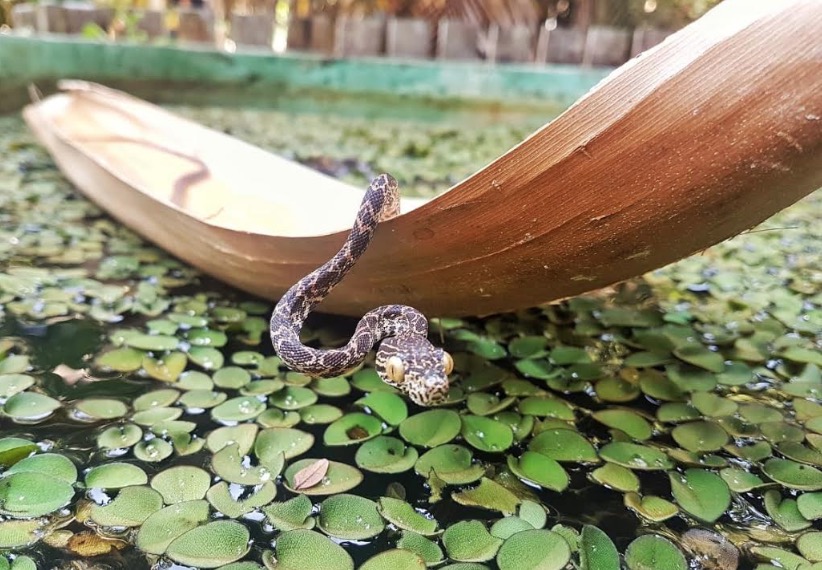 Museu da Amazônia terá exposição de aranhas e serpentes no Dia das Crianças