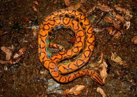 Polícia Ambiental busca jiboia desaparecida em prédio de Brasília