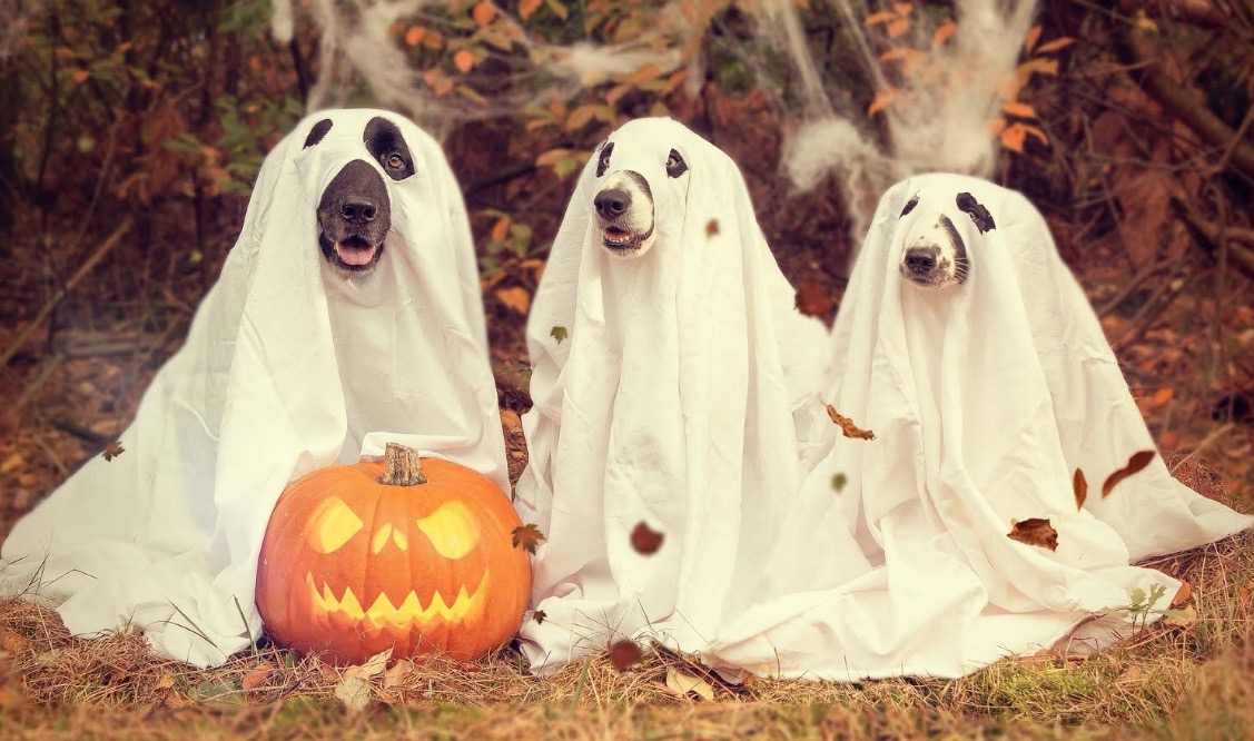 Shopping em Manaus realiza Halloween da Bicharada e concurso de fantasias