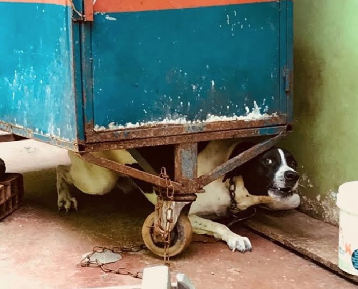 Delegacia encaminha investigações de maus tratos a centenas de animais para Justiça 