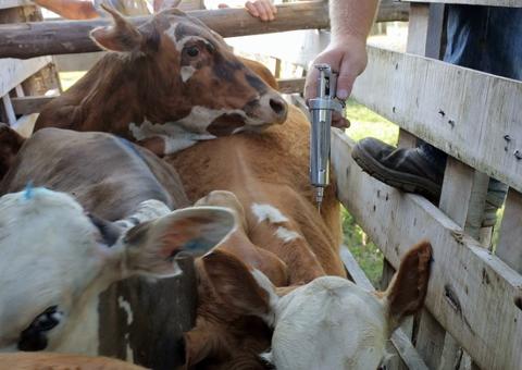 Segunda etapa da vacinação contra febre aftosa começa nesta quinta no Amazonas